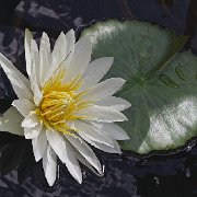 V3D7984 - Version 2